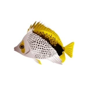 Declivis Butterflyfish